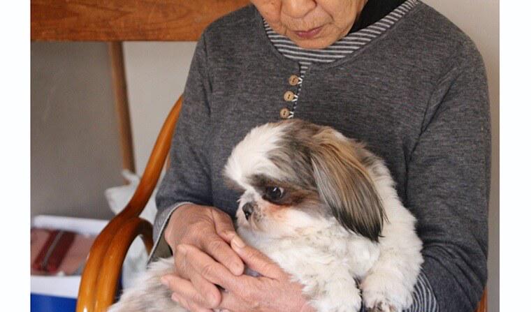 ペット信託®で愛犬・愛猫の将来を守る|行政書士がメリット・デメリットを解説